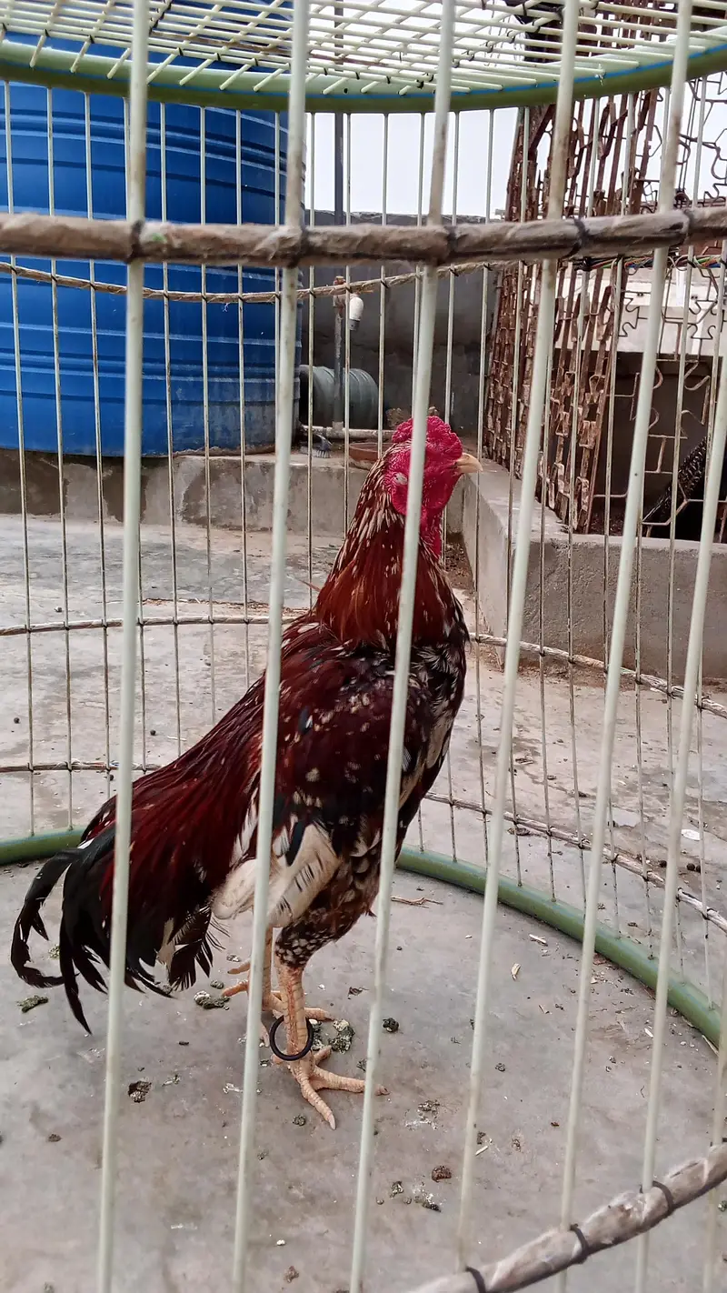 breader quality pure mianwali zero size — photo 2