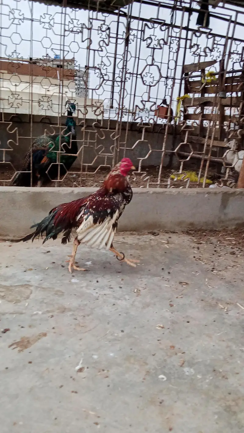 breader quality pure mianwali zero size — photo 3