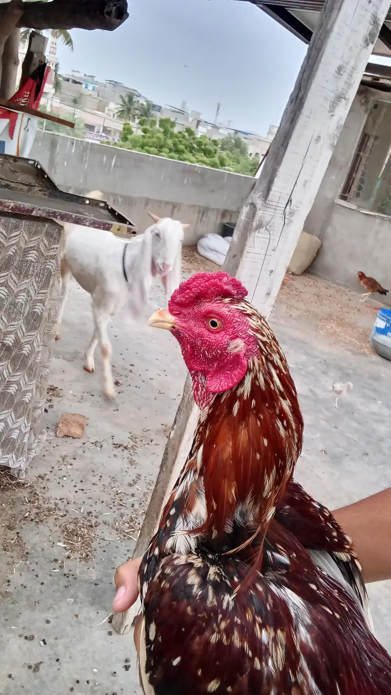 breader quality pure mianwali zero size — photo 4