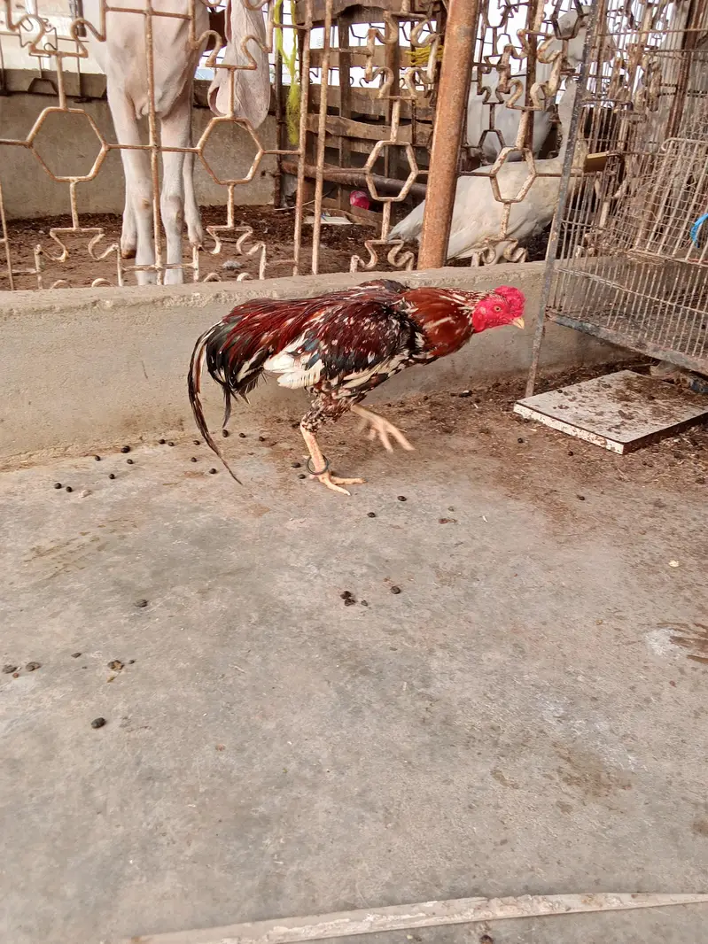 breader quality pure mianwali zero size — photo 6