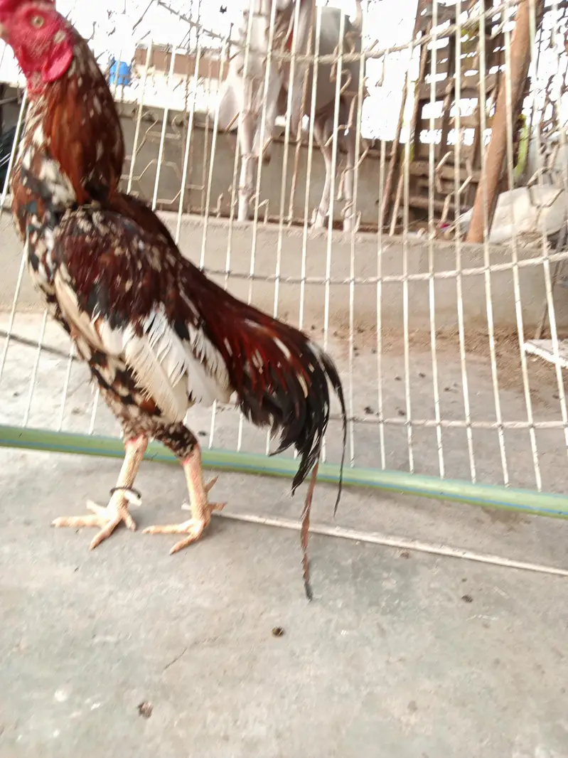 breader quality pure mianwali zero size — photo 7
