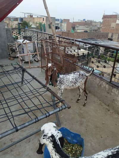 Bakra brown male Chitra mitra