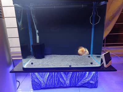 FISH, AQUARIUM AND ACCESSORIES