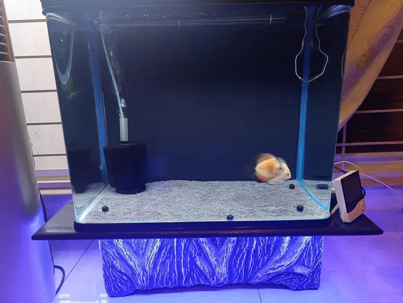 FISH, AQUARIUM AND ACCESSORIES — photo 4