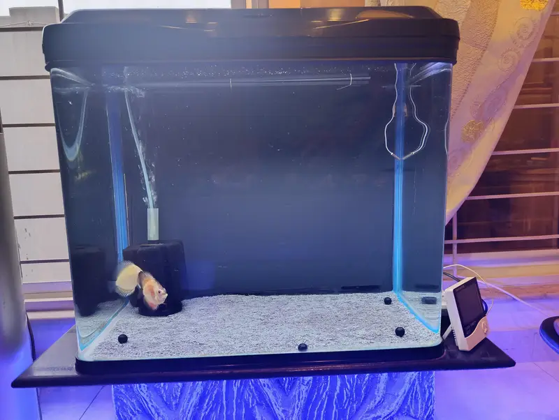 FISH, AQUARIUM AND ACCESSORIES — photo 5