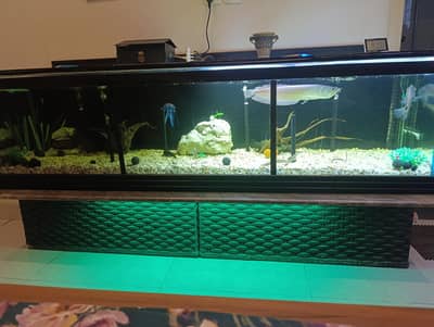 FISH, AQUARIUM AND ACCESSORIES