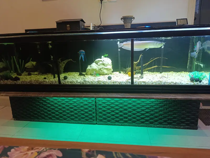 FISH, AQUARIUM AND ACCESSORIES — photo 6