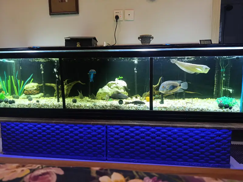 FISH, AQUARIUM AND ACCESSORIES — photo 7