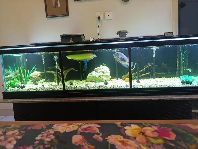 FISH, AQUARIUM AND ACCESSORIES — photo 8