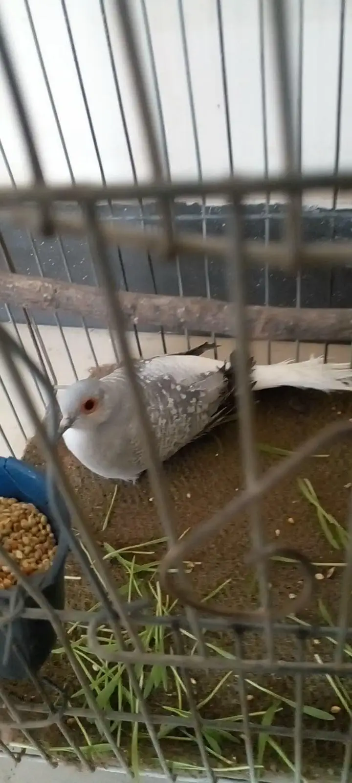 breeding pair
