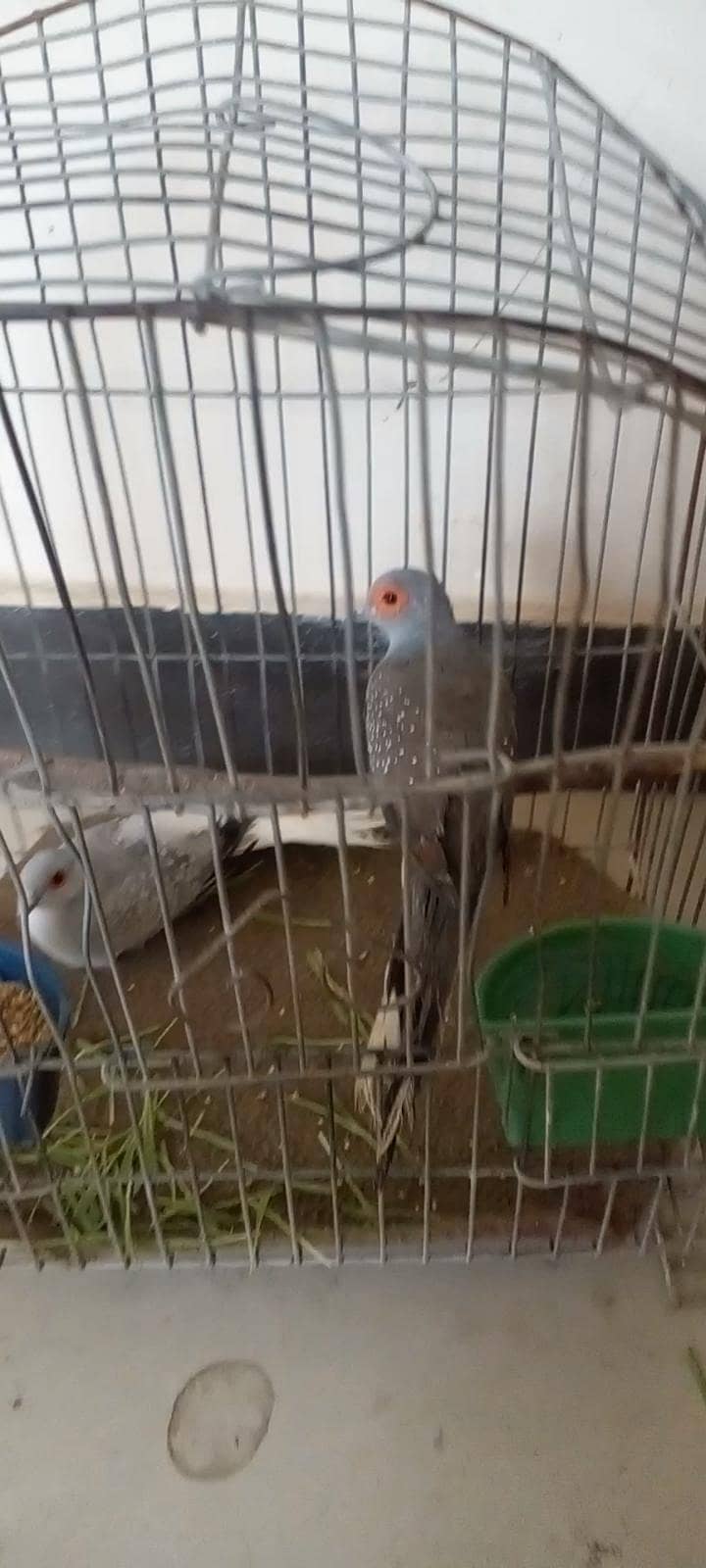 breeding pair 1