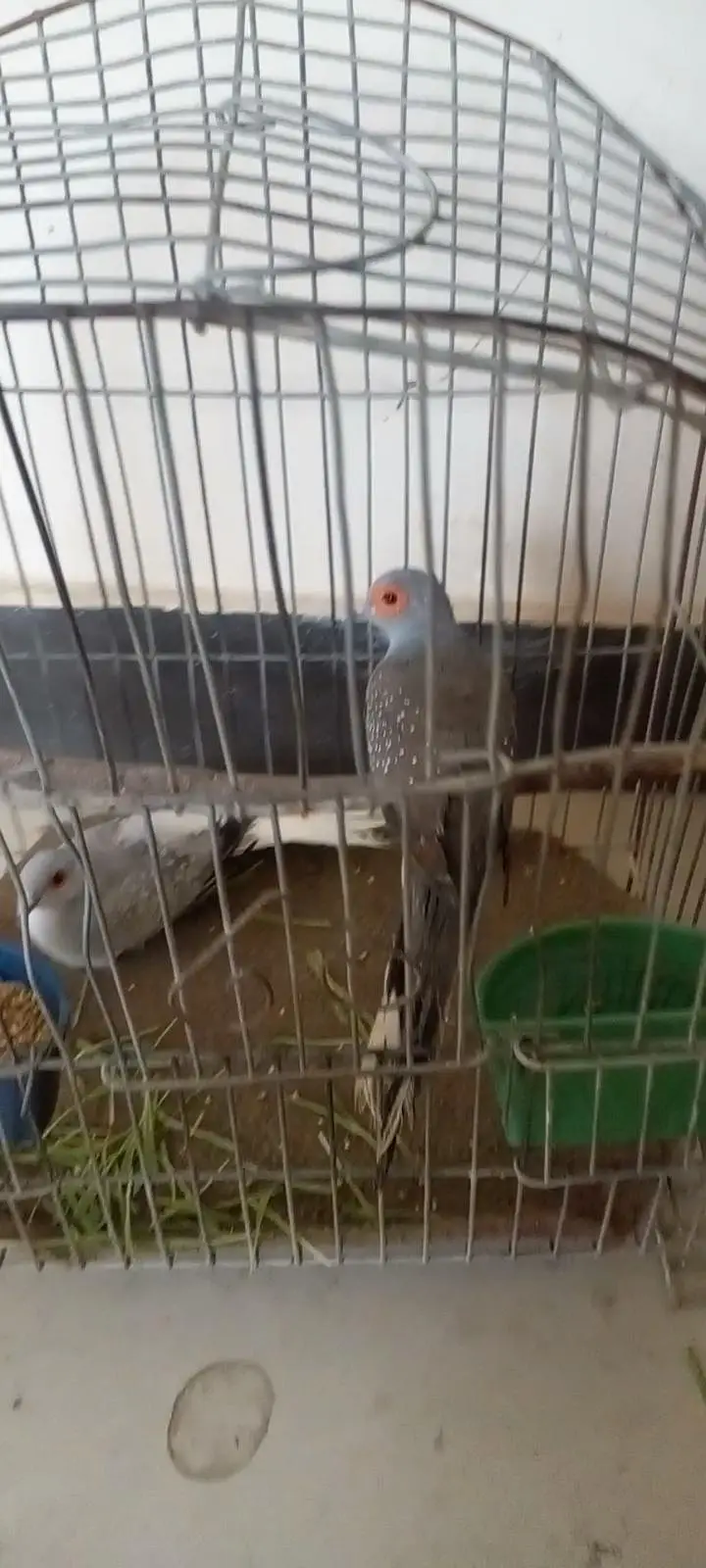 breeding pair — photo 2