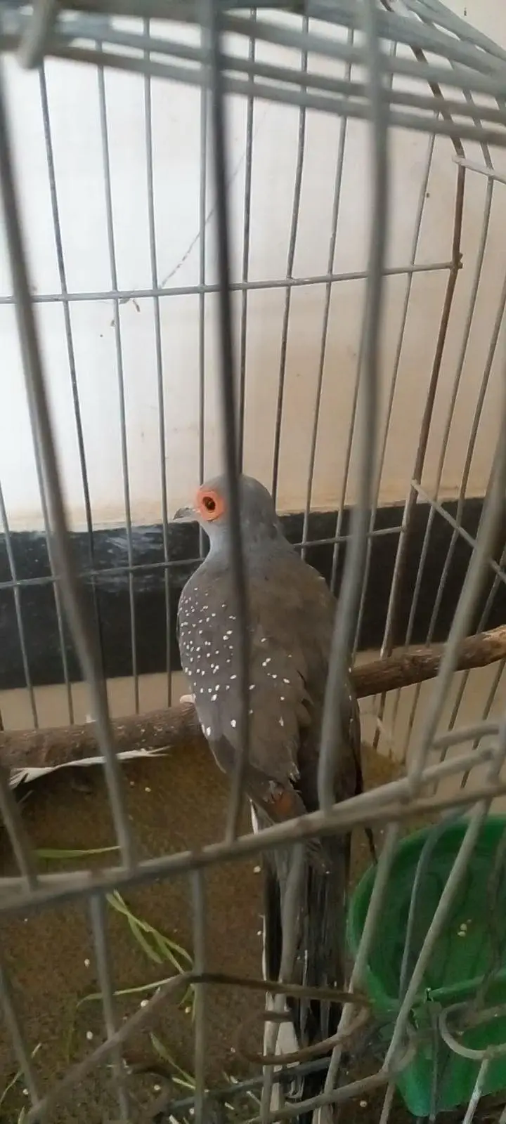 breeding pair — photo 3