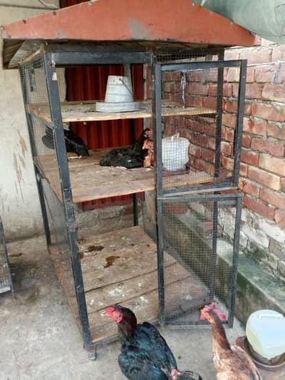 Murghe Pair + Pinjre + Chicks (Aseel Mianwali) Full Setup