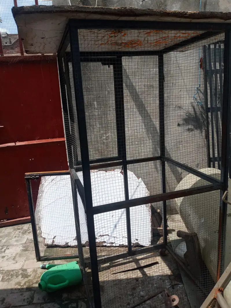 Murghe Pair + Pinjre + Chicks (Aseel Mianwali) Full Setup — photo 2