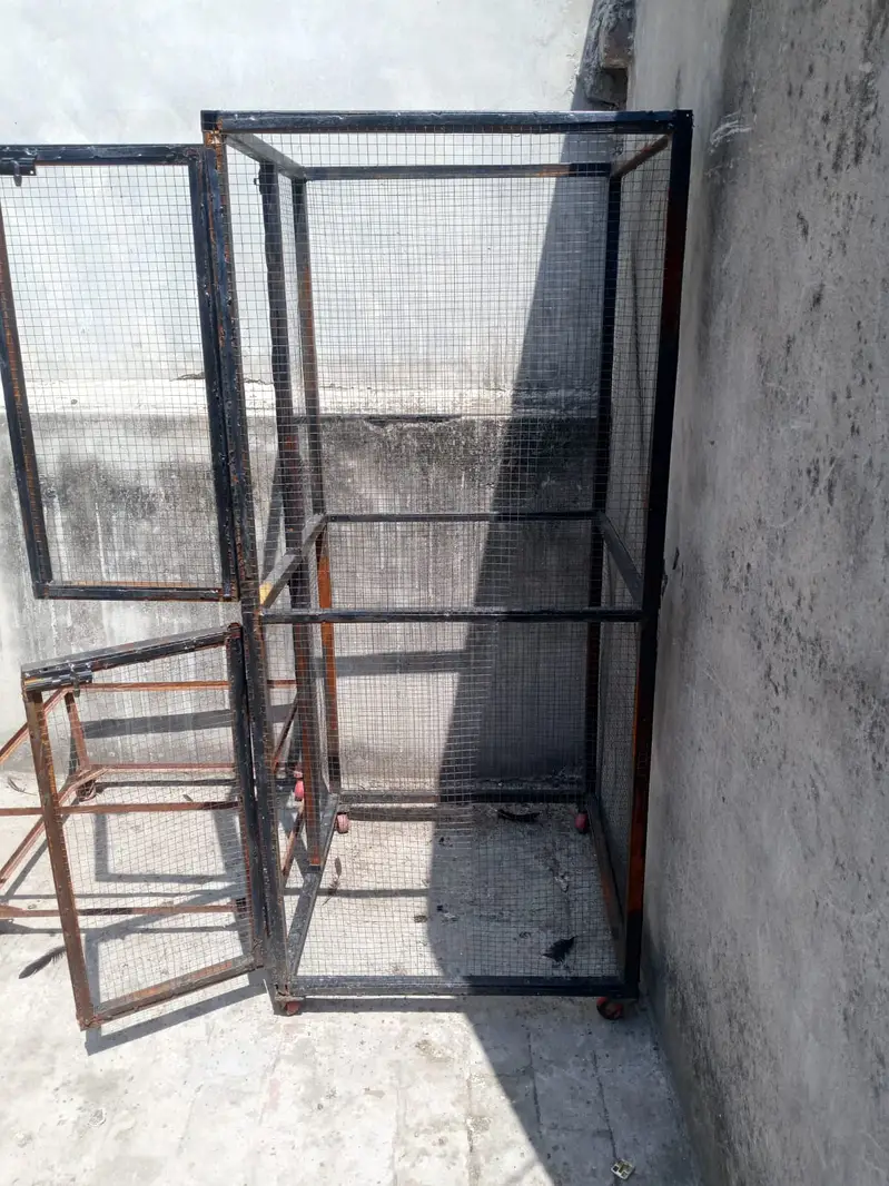 Murghe Pair + Pinjre + Chicks (Aseel Mianwali) Full Setup — photo 3