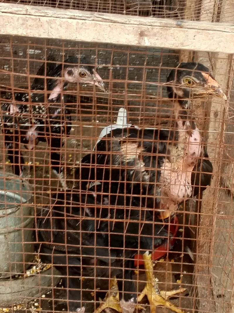 Murghe Pair + Pinjre + Chicks (Aseel Mianwali) Full Setup — photo 4