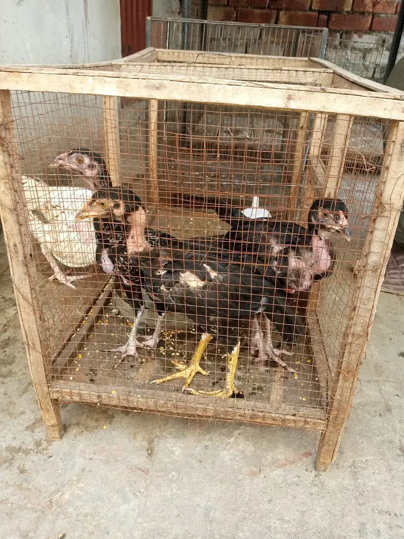Murghe Pair + Pinjre + Chicks (Aseel Mianwali) Full Setup — photo 5