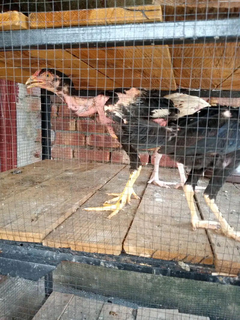 Murghe Pair + Pinjre + Chicks (Aseel Mianwali) Full Setup — photo 6