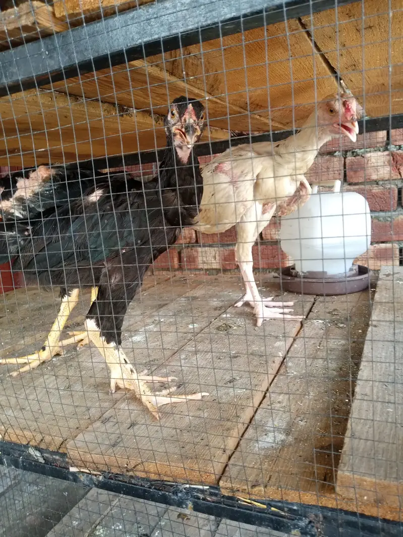 Murghe Pair + Pinjre + Chicks (Aseel Mianwali) Full Setup — photo 7