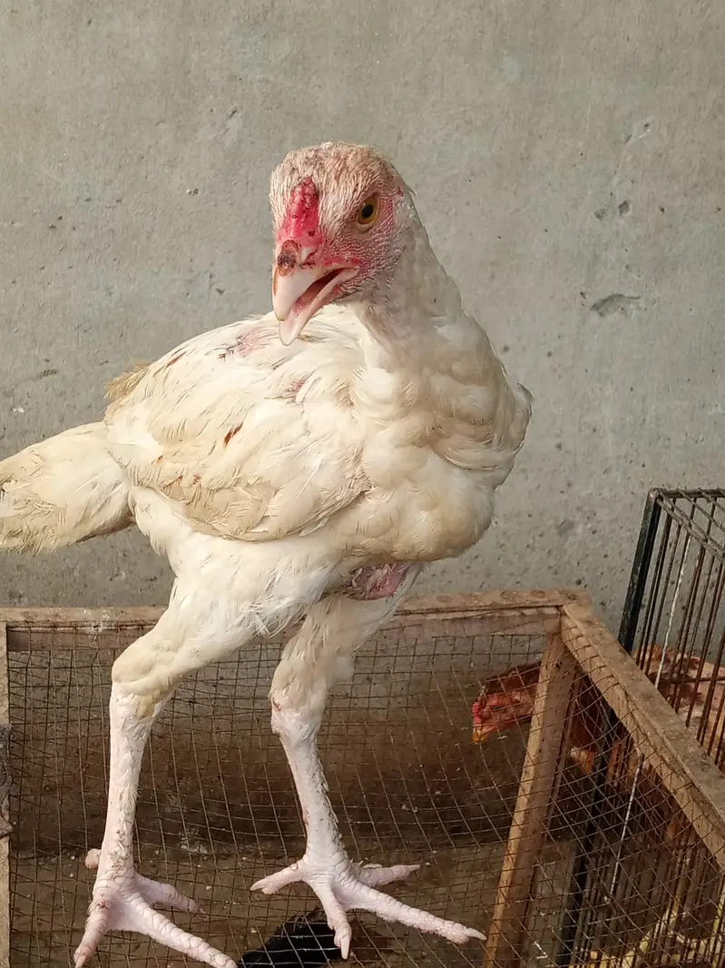Murghe Pair + Pinjre + Chicks (Aseel Mianwali) Full Setup — photo 8