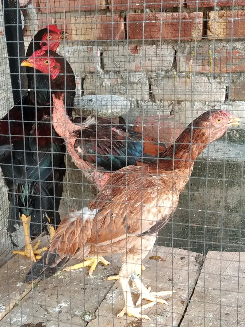 Murghe Pair + Pinjre + Chicks (Aseel Mianwali) Full Setup — photo 9
