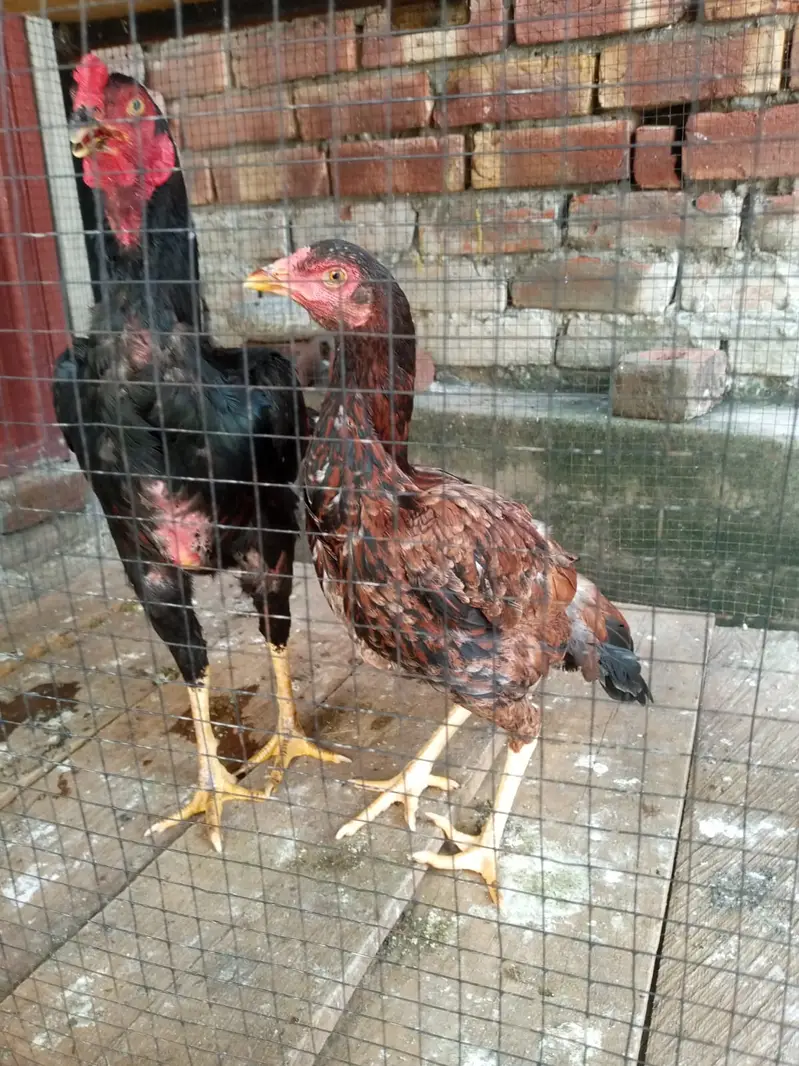Murghe Pair + Pinjre + Chicks (Aseel Mianwali) Full Setup — photo 10