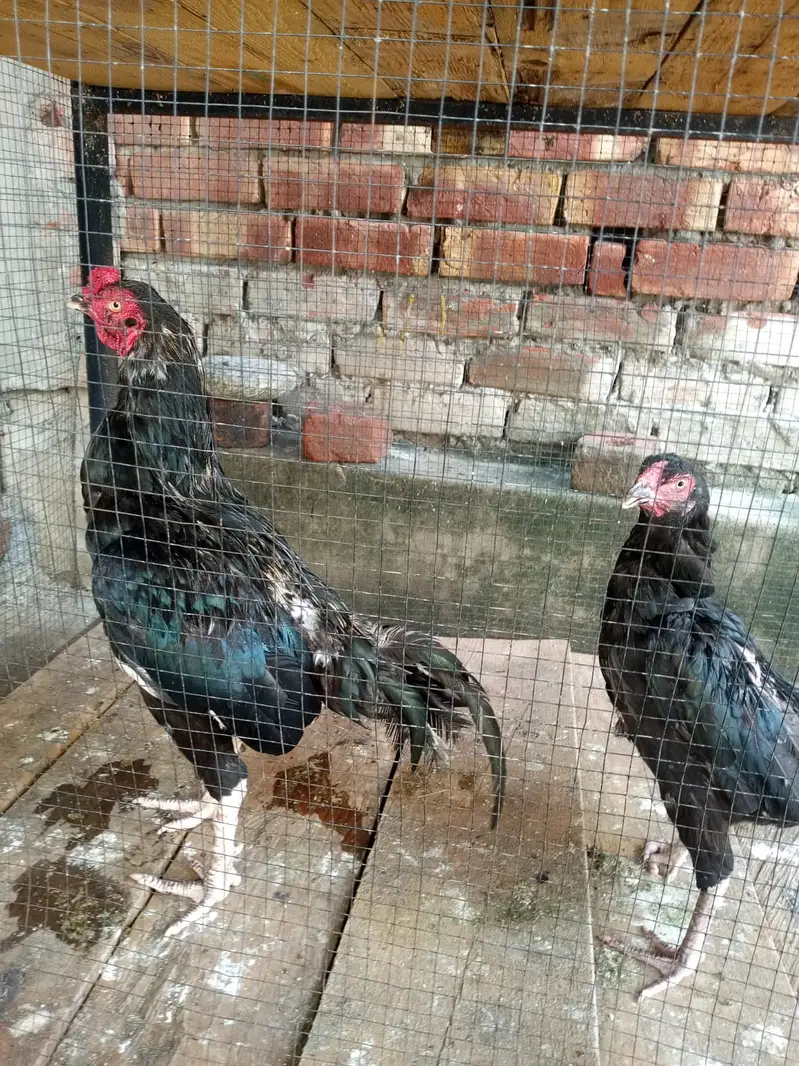 Murghe Pair + Pinjre + Chicks (Aseel Mianwali) Full Setup — photo 11