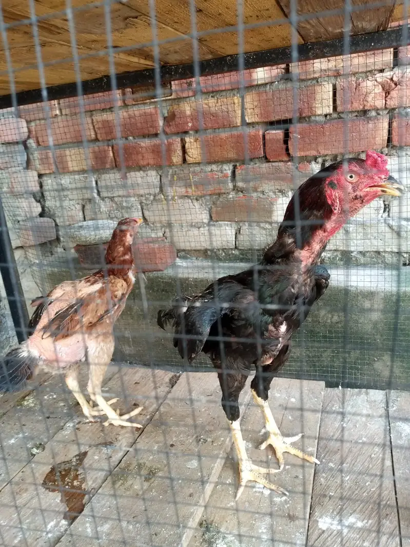 Murghe Pair + Pinjre + Chicks (Aseel Mianwali) Full Setup — photo 12