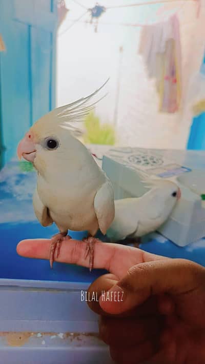 Eno cockatiel red eye breader pair fully handstame and fully friendly