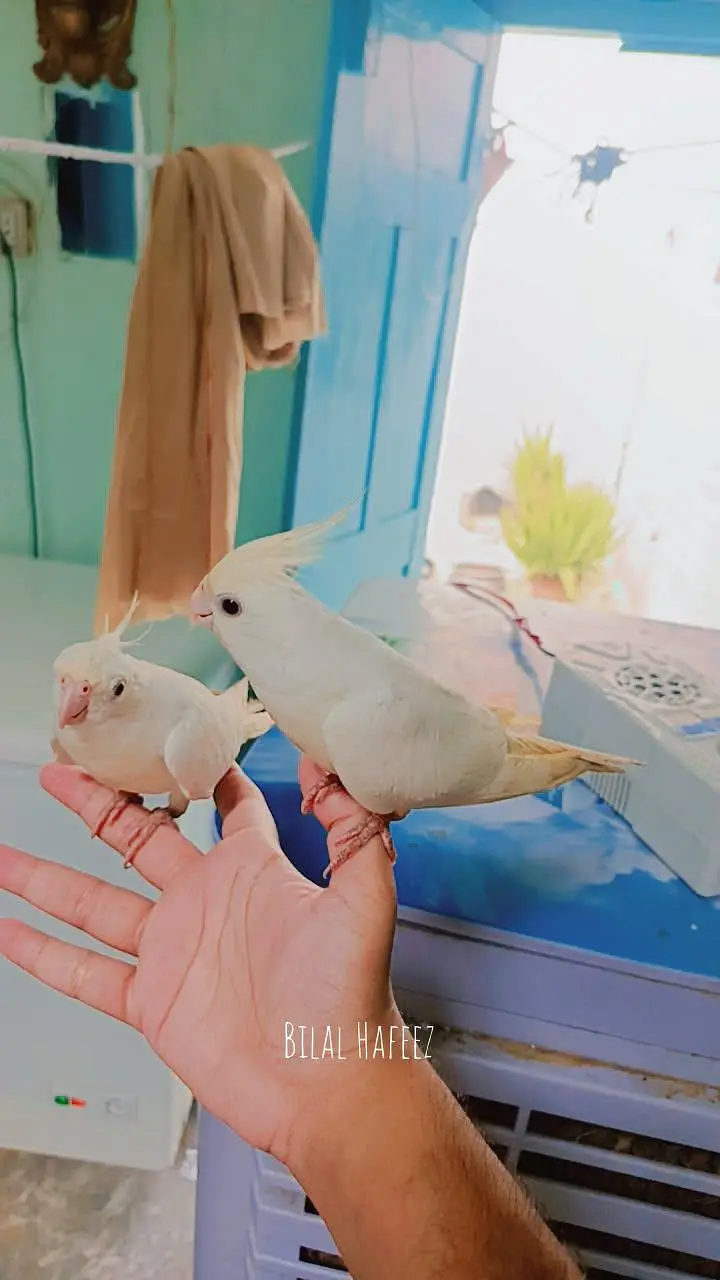 Eno cockatiel red eye breader pair fully handstame and fully friendly — photo 2