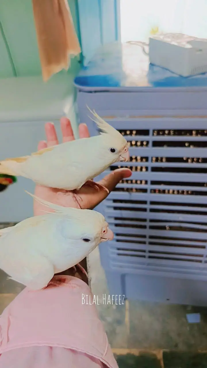 Eno cockatiel red eye breader pair fully handstame and fully friendly — photo 3