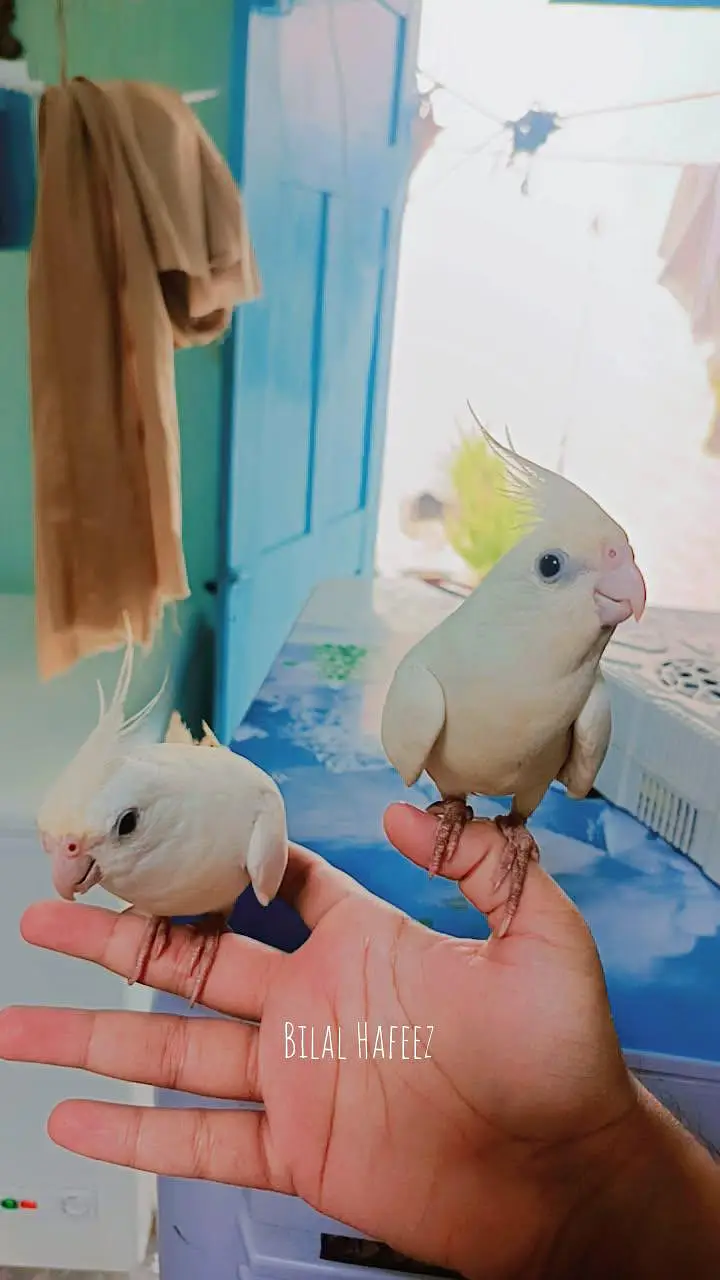 Eno cockatiel red eye breader pair fully handstame and fully friendly — photo 4