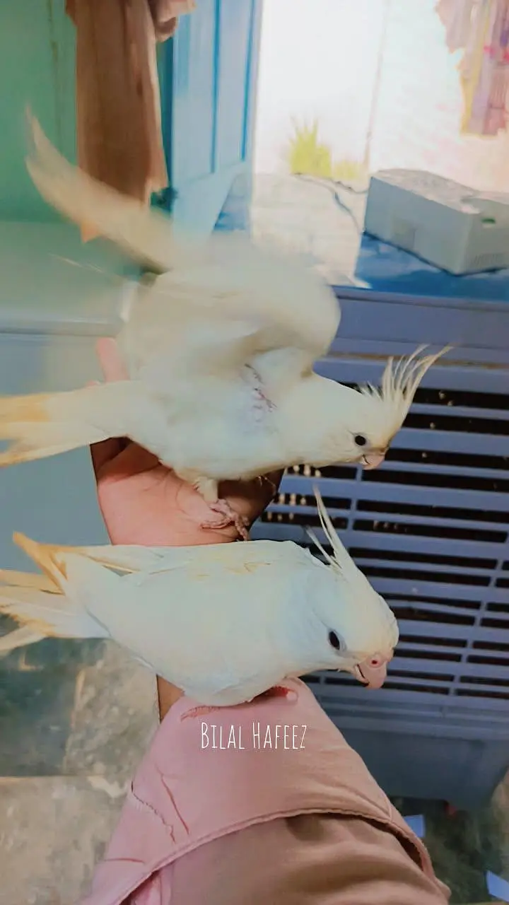 Eno cockatiel red eye breader pair fully handstame and fully friendly — photo 5