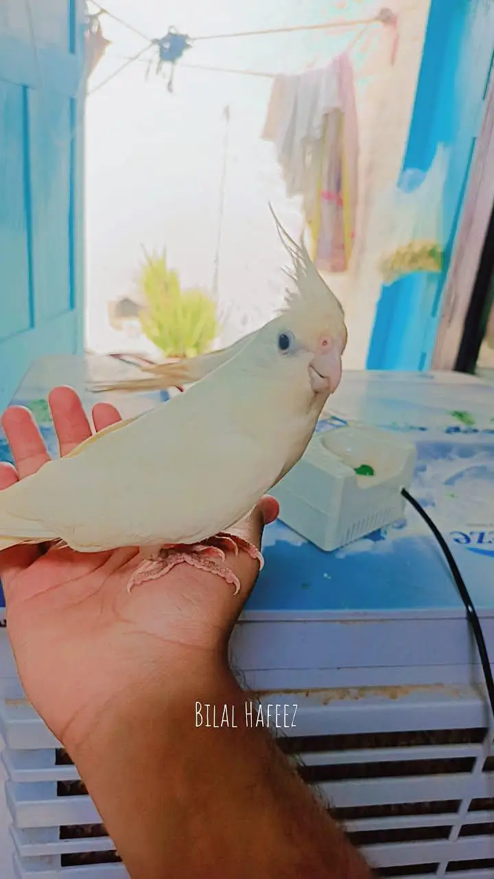 Eno cockatiel red eye breader pair fully handstame and fully friendly — photo 6
