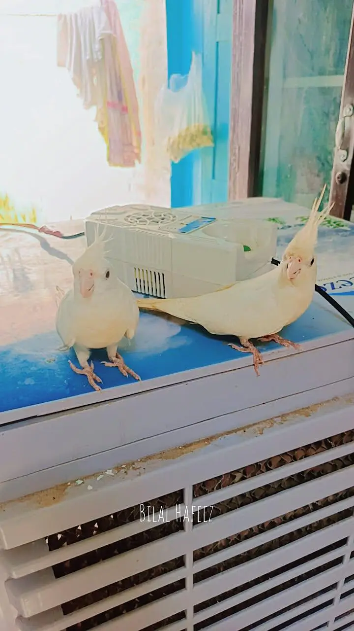 Eno cockatiel red eye breader pair fully handstame and fully friendly — photo 7