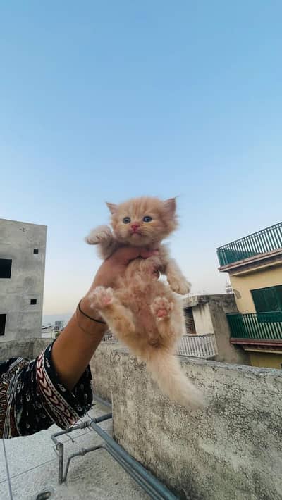 Home bred Pure Persian Ginger Kitten ( LEO )