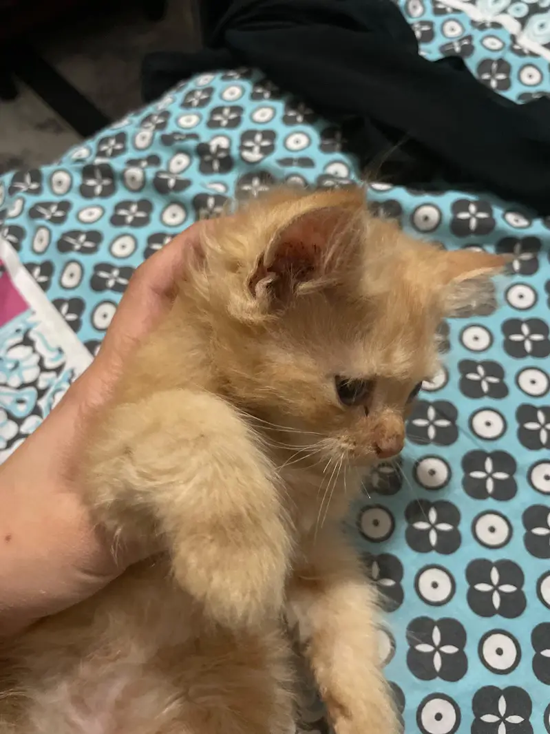 Home bred Pure Persian Ginger Kitten ( LEO ) — photo 2