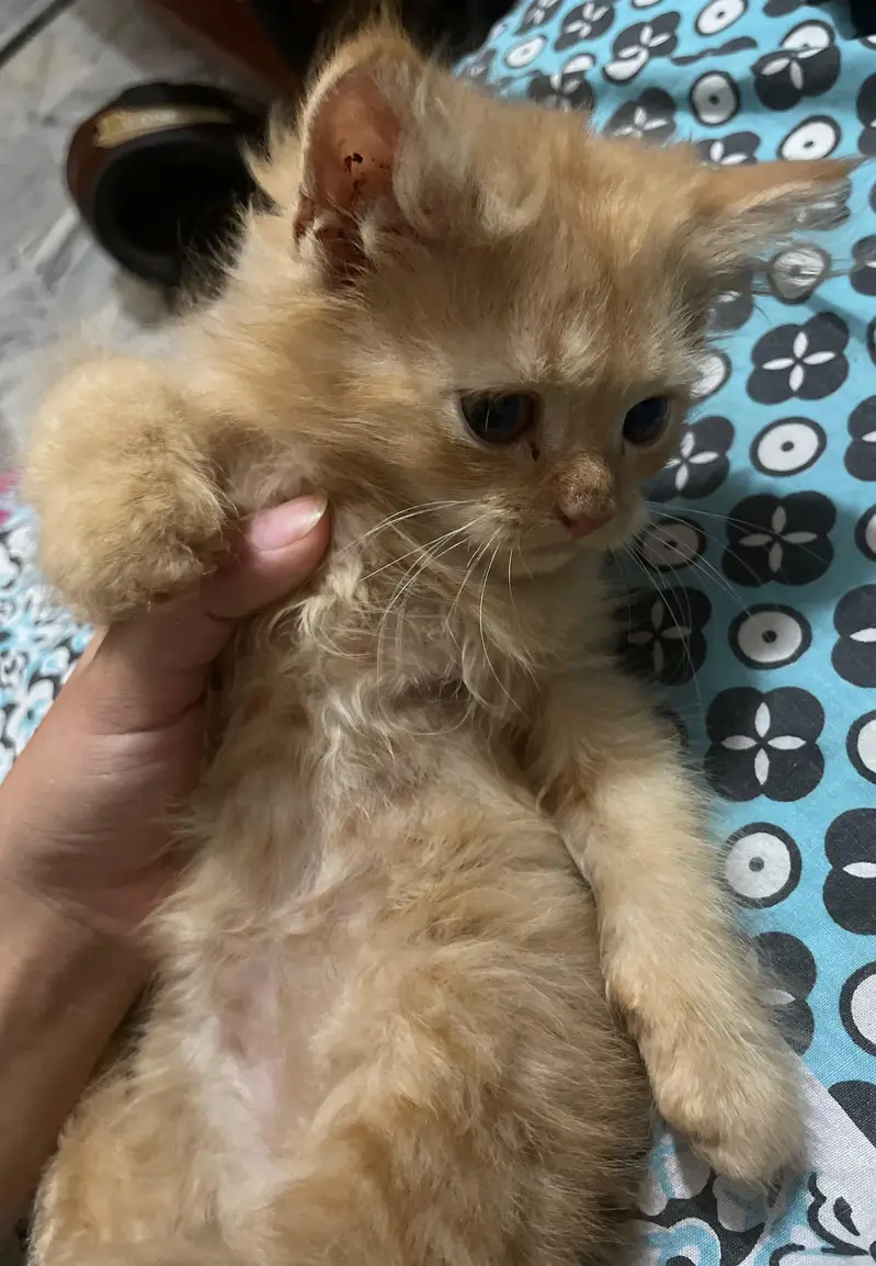 Home bred Pure Persian Ginger Kitten ( LEO ) — photo 3