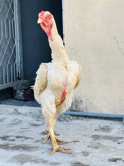 King o shamo