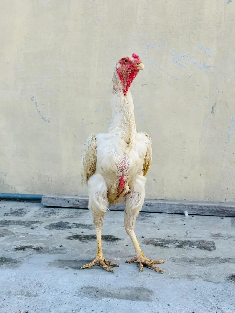 King o shamo — photo 4
