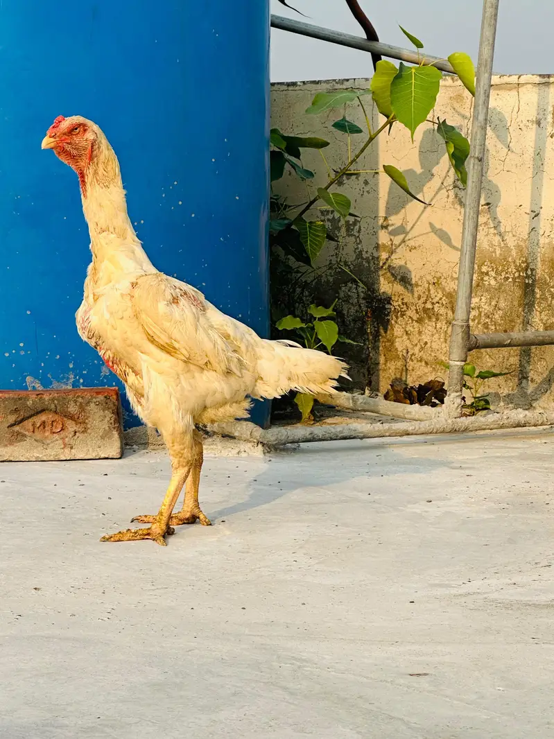 King o shamo — photo 6
