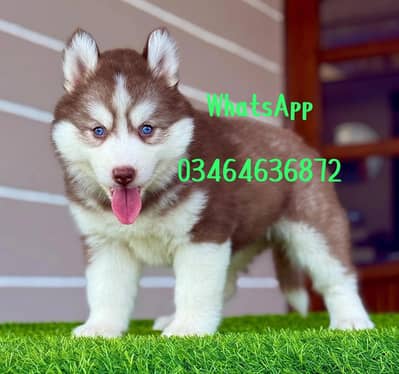 sabarian Husky dog 2 month Age full active delivery all Pakistan