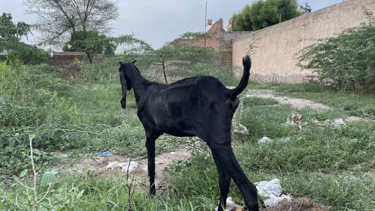 Amritsari beetle 4 daant path bakri