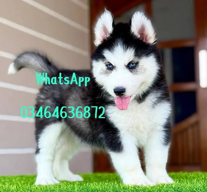sabarian Husky dog 2 month Age full active delivery all Pakistan — photo 2