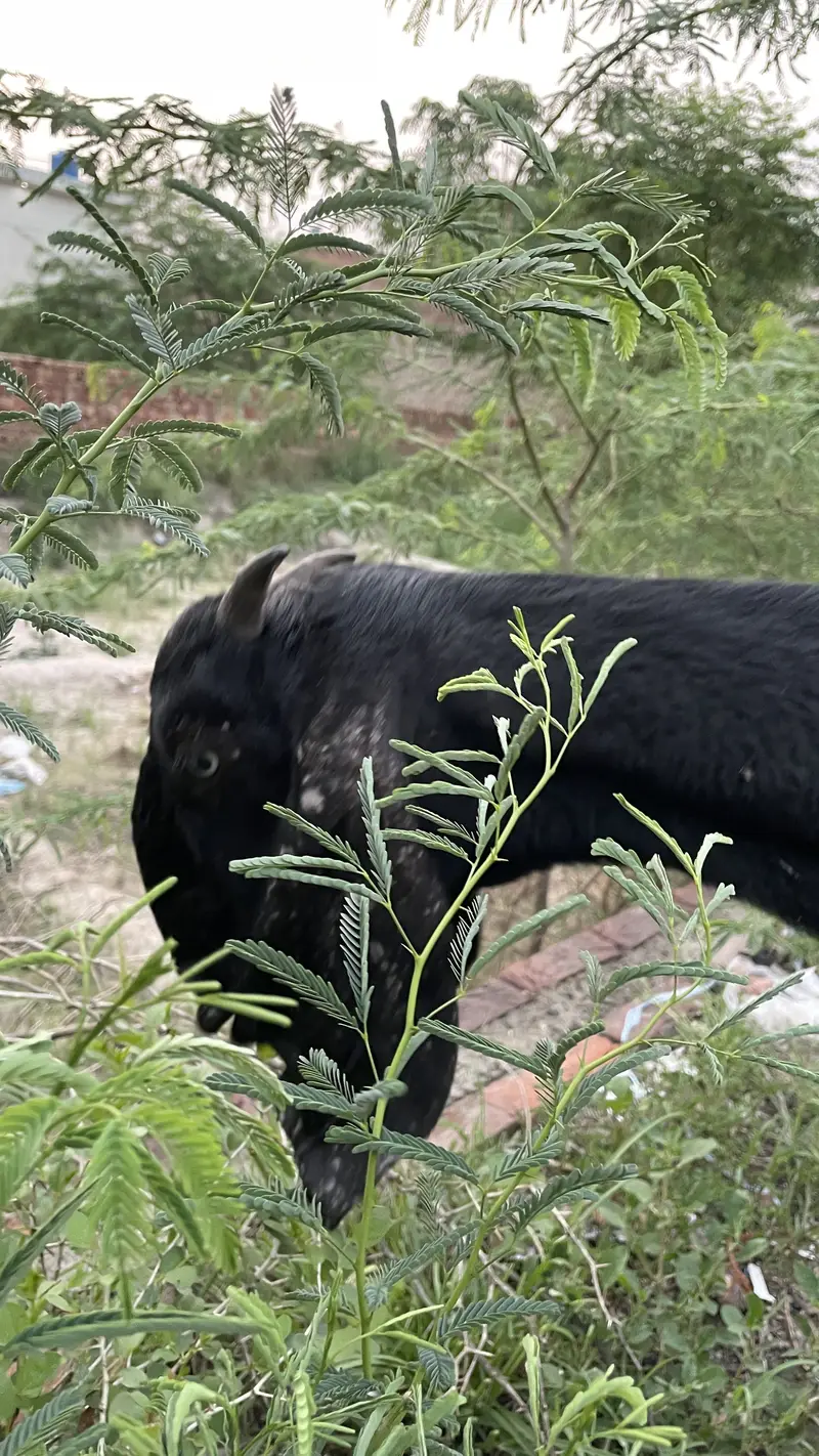 Amritsari beetle 4 daant path bakri — photo 2