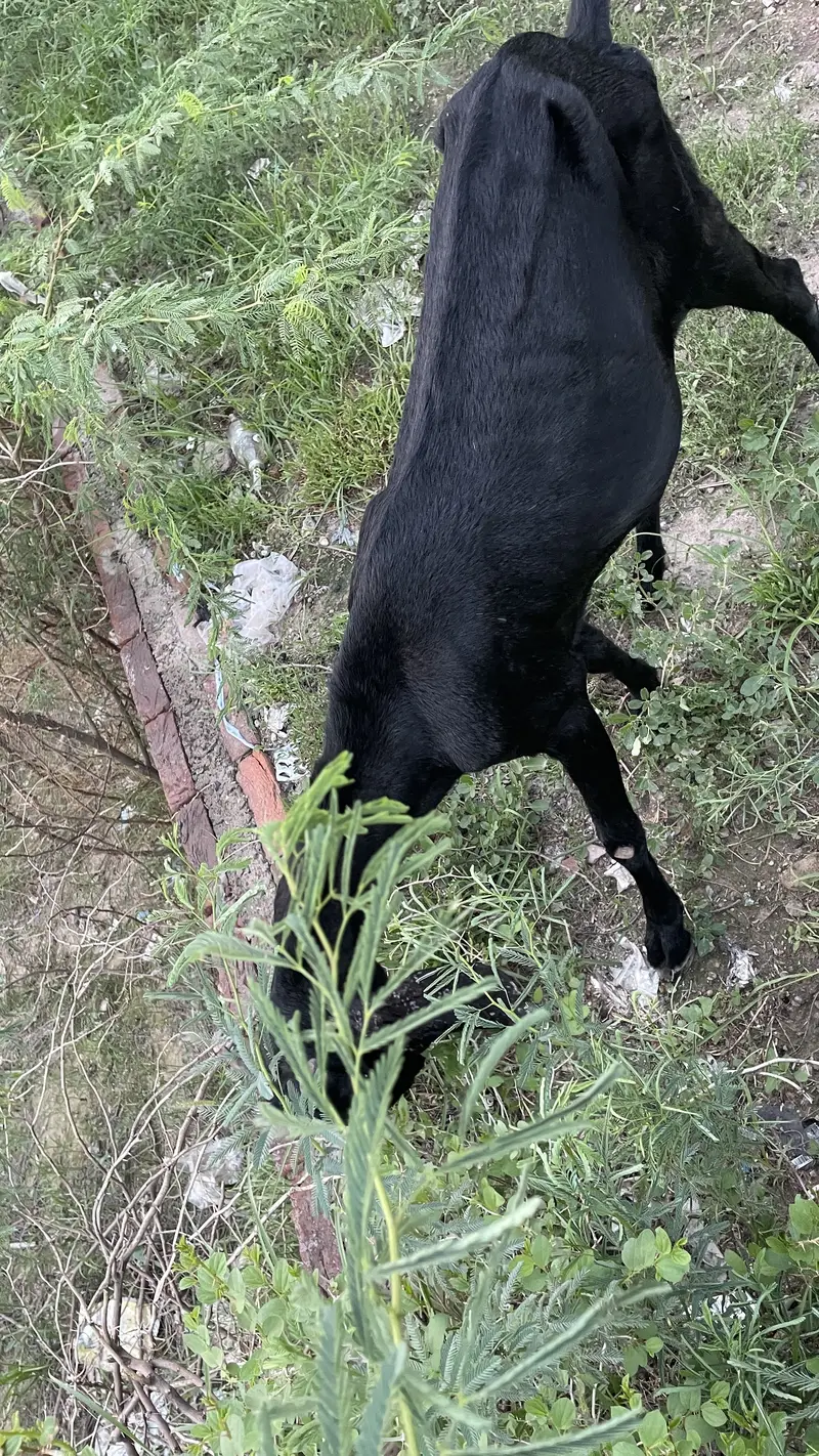 Amritsari beetle 4 daant path bakri — photo 3
