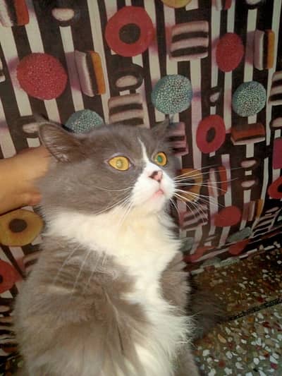 Persian male available. .