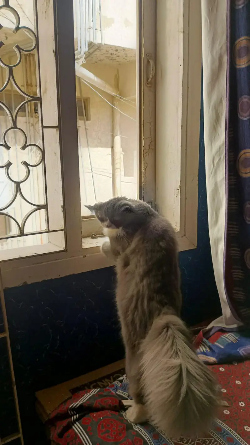 Persian male available. . — photo 2