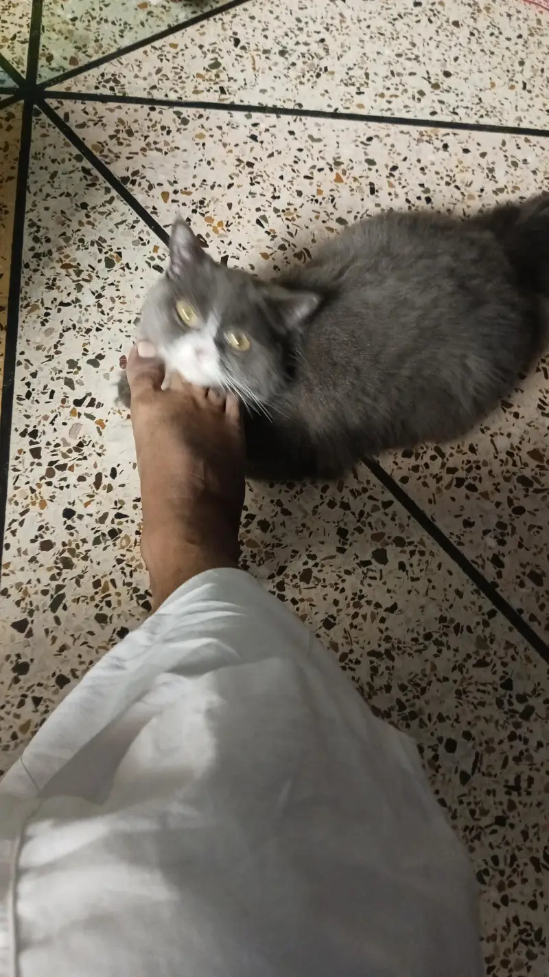 Persian male available. . — photo 6